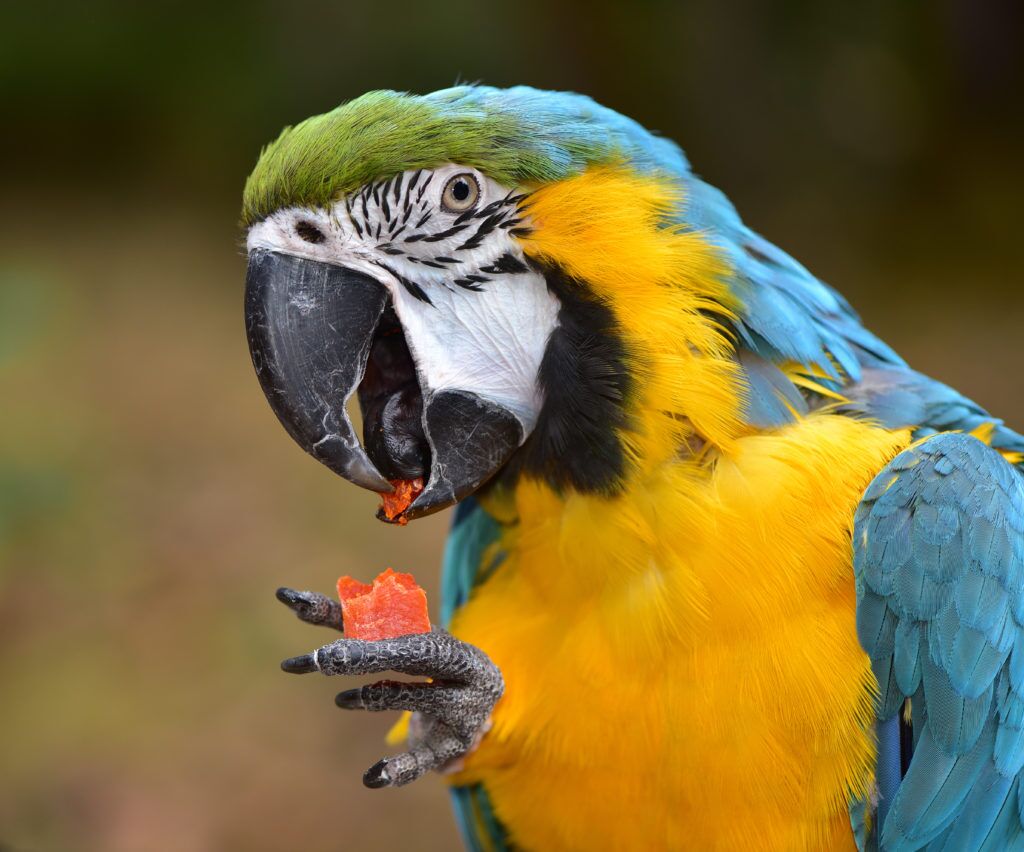Todd Marcus Birds Exotic is the best bird food store in Delran, NJ