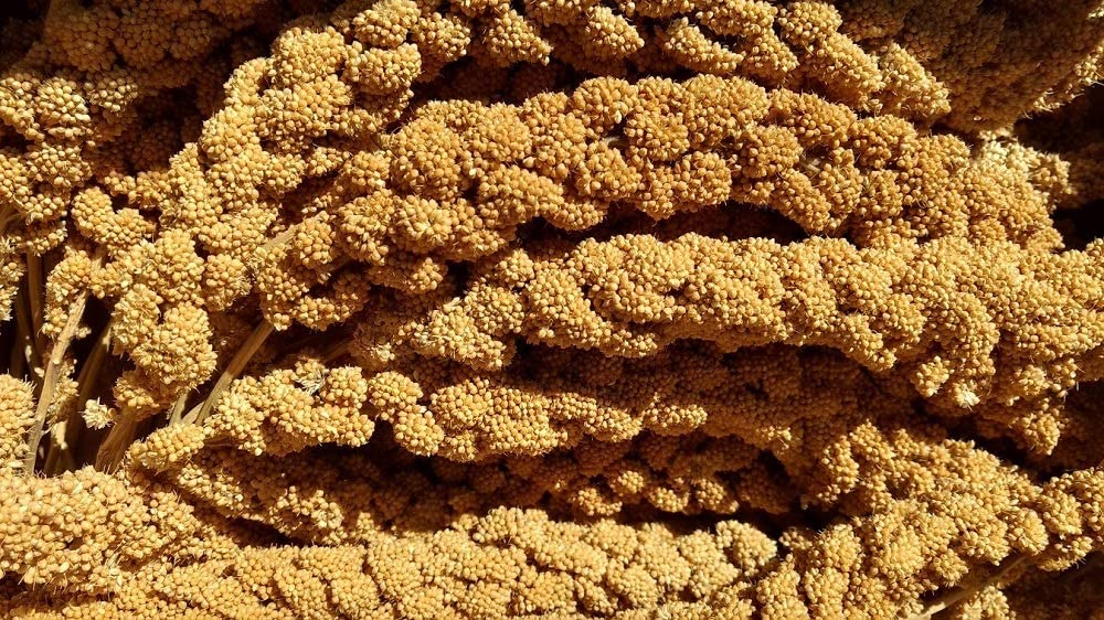 California Spray Millet