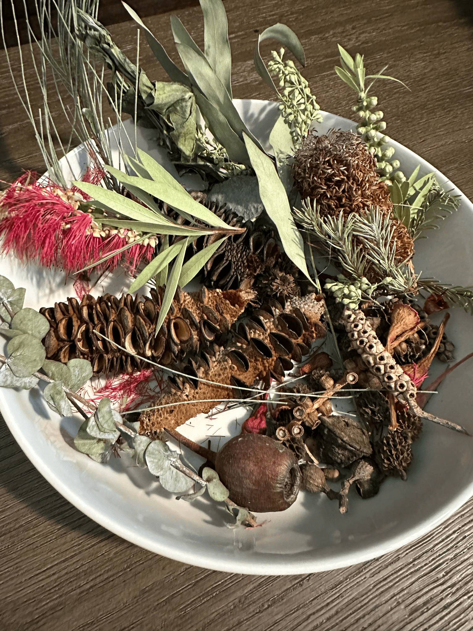 Biodiversity Go Wild Down Under - Cockatoo